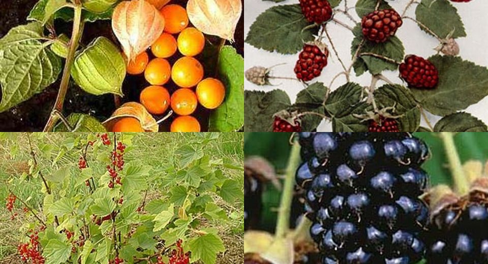 Berry & Vine