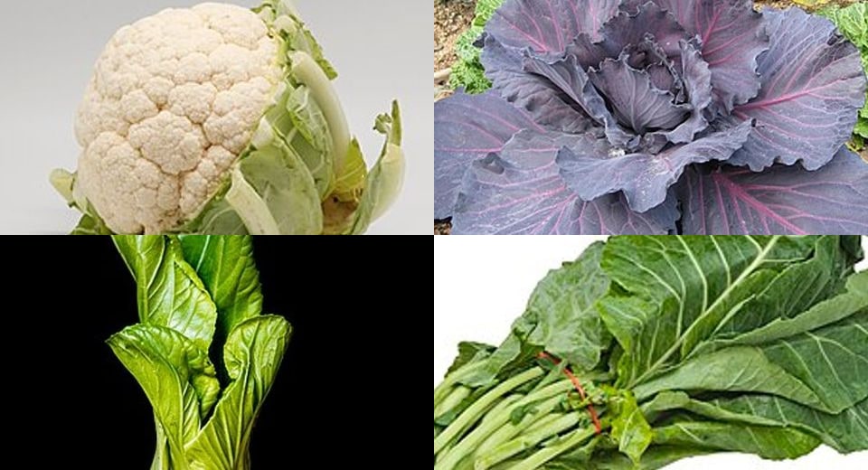 Cruciferous