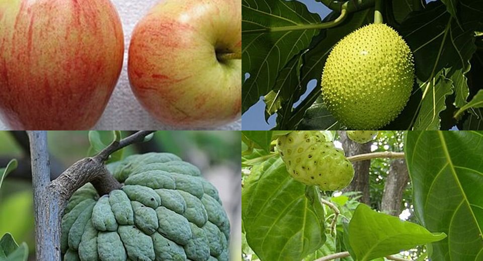 Fresh Fruits