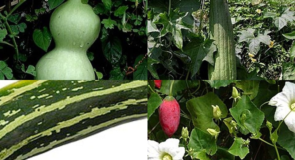 Gourds & Squash