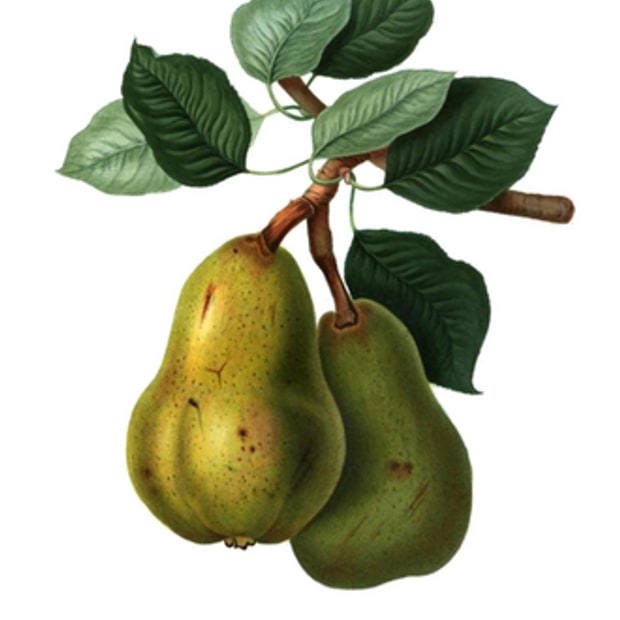 Bartlett Pear