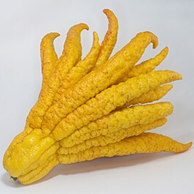 Buddha Hand Citron