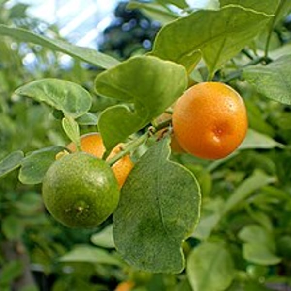Calamansi