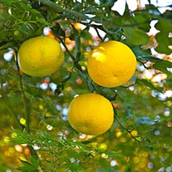 Yuzu Citron