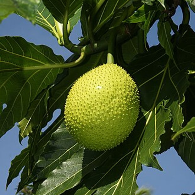 Breadfruit