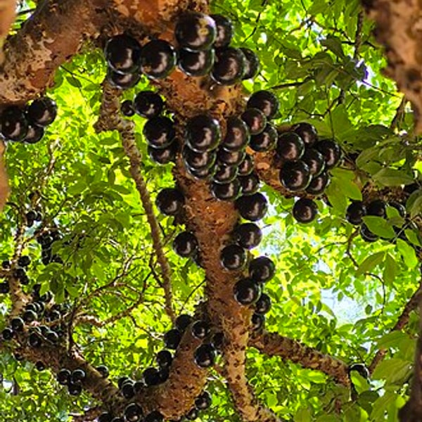 Jabuticaba