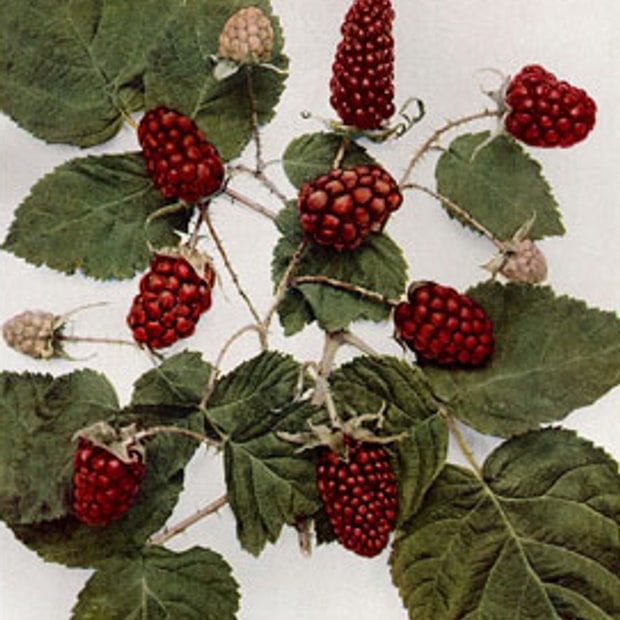 Loganberry
