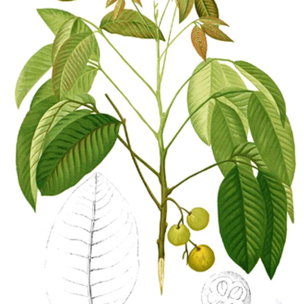 Santol