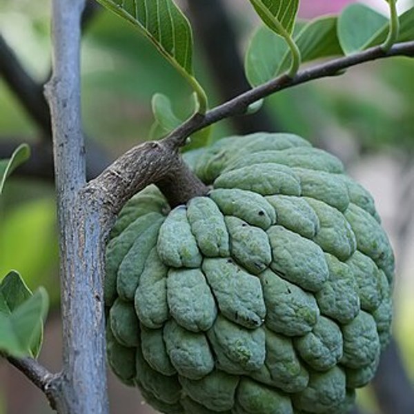 Sugar Apple
