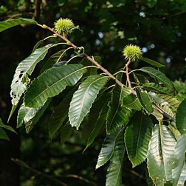 Sweet Chestnut