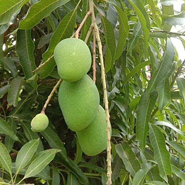 Banganapalli Mango