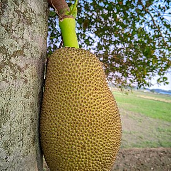 Sweet Jackfruit