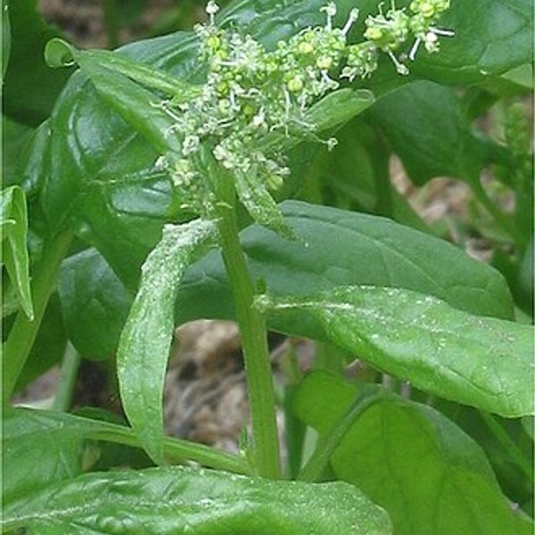 Spinach
