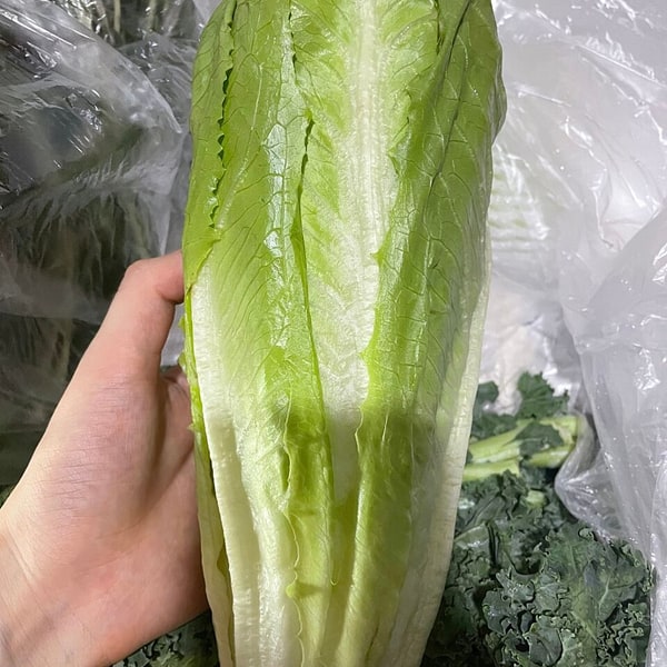 Romaine Lettuce