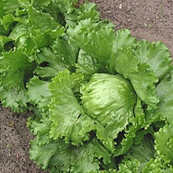 Iceberg Lettuce