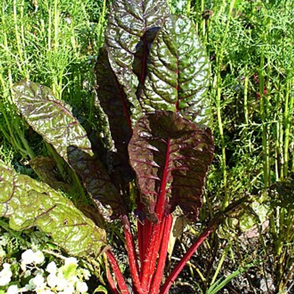 Swiss Chard