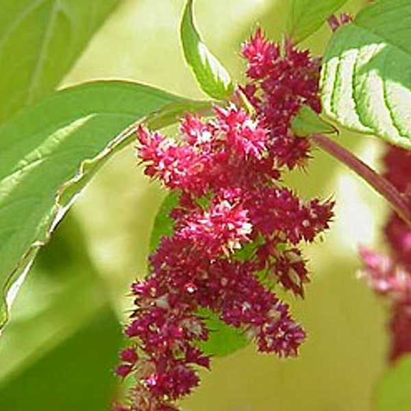 Amaranth Leaves