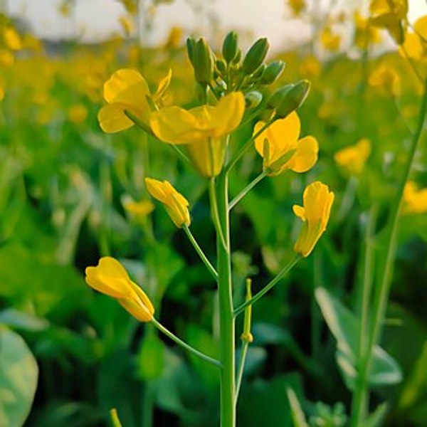 Mustard Greens