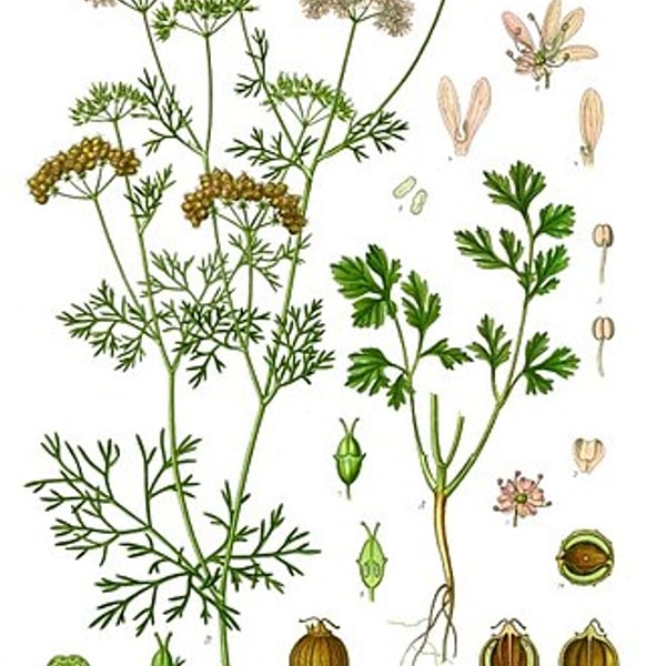 Coriander Bunch