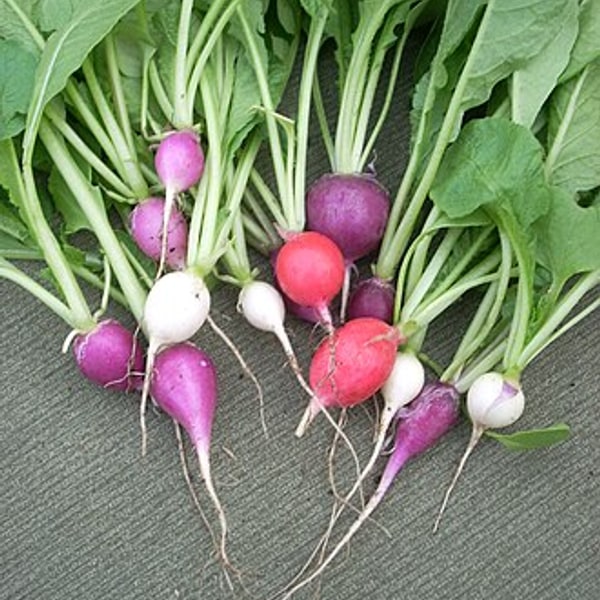 Radish White