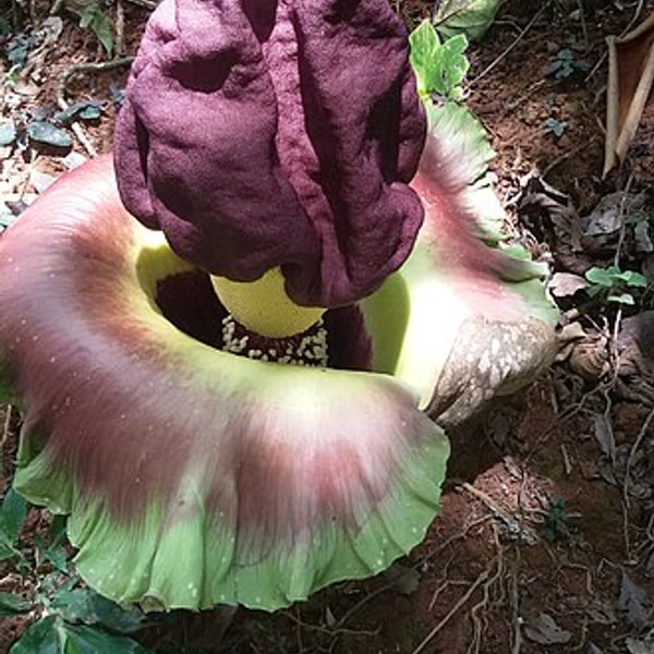 Elephant Foot Yam