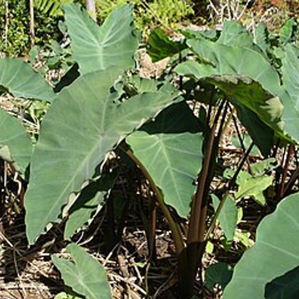 Taro Root