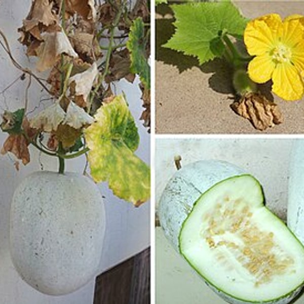 Ash Gourd