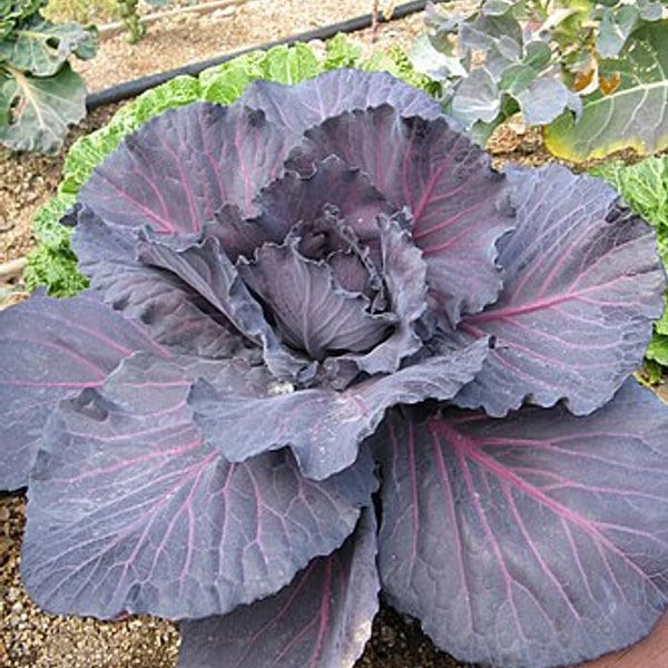 Cabbage Red