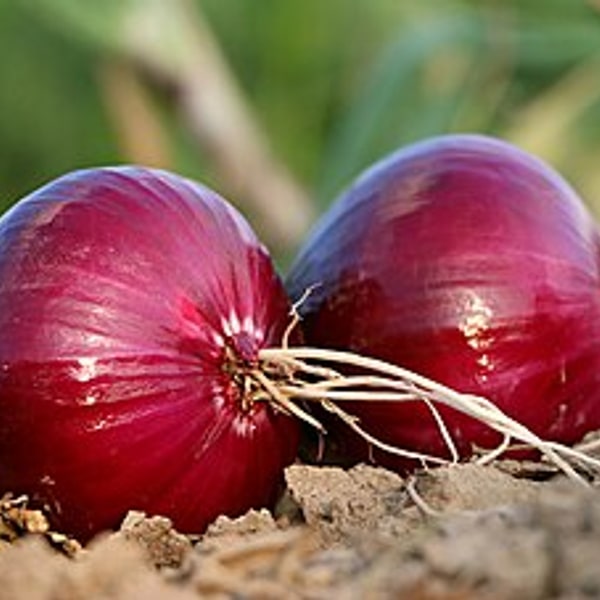 Onion Red