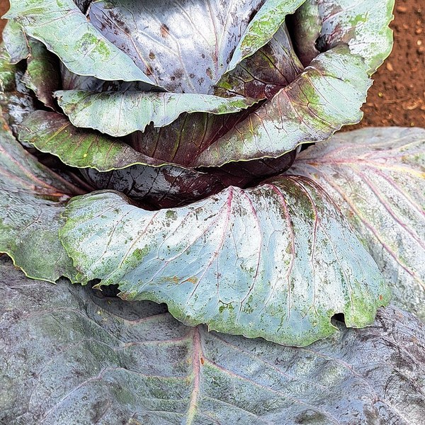 Red Cabbage Pearl