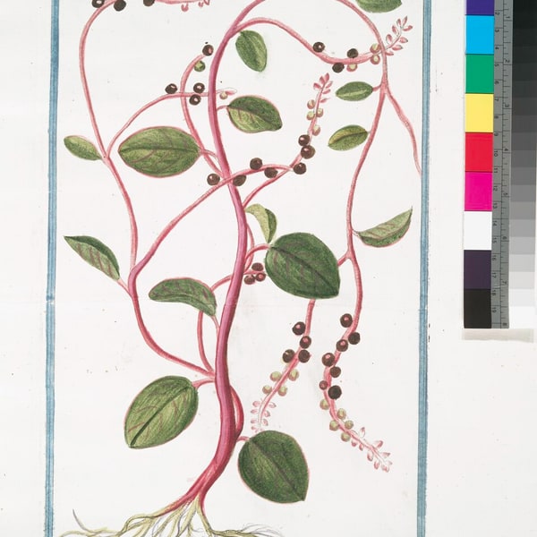 Berry Spinach Pack