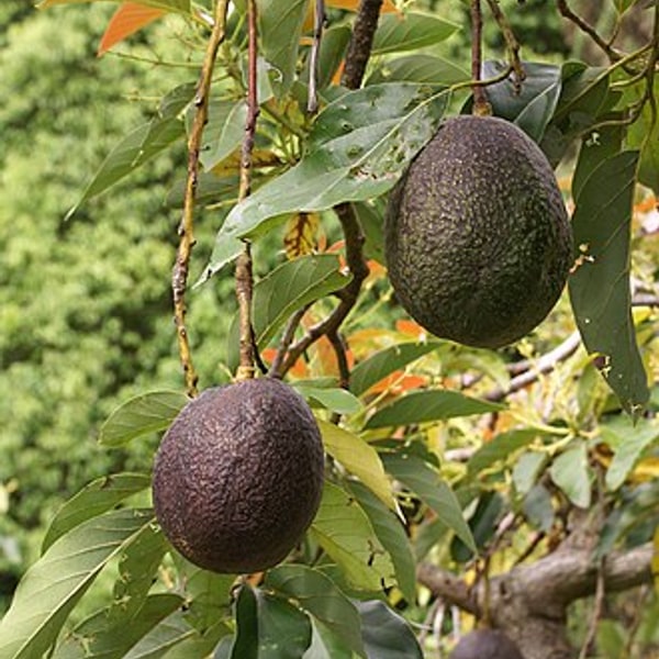 Avocado Lime Green