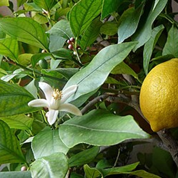 Lemon Ginger Preserve